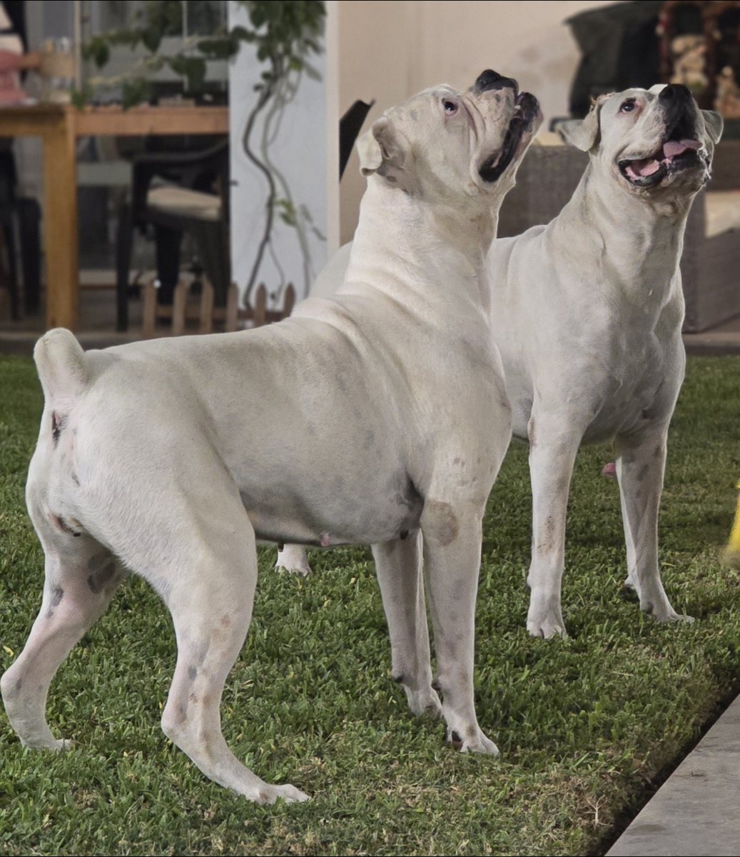 Drako y Catalina, los perros de DELI-PET, en el jardín
