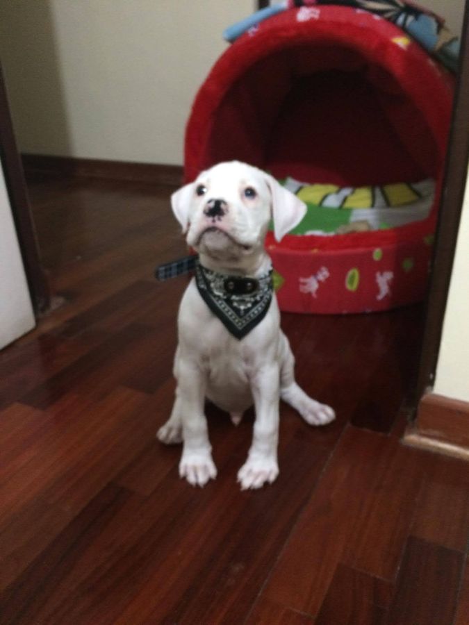 Drako de cachorro